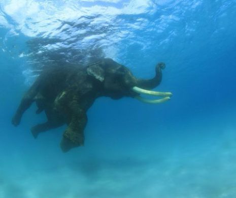 Momente emoționante în Sri-Lanka. Marina militară a salvat de la înec doi elefanți luați de ape