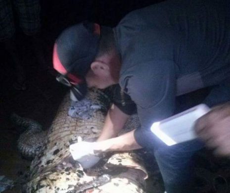 Au vânat un aligator de 4 metri și l-au eviscerat. Ce au găsit în interior e înfiorător. FOTO