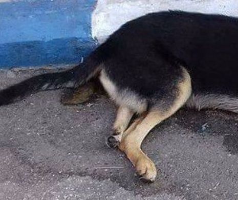 Cadavrele câinilor otrăviți au umplut strazile din Gorj! Cetățenii din Rovinari sunt șocati și traumatizați de astfel de imagini I Atenţie, imagini