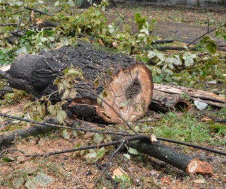 CAZ ŞOCANT. Un copac s-a PRĂBUŞIT şi a OMORÂT cel puţin 11 persoane – VIDEO