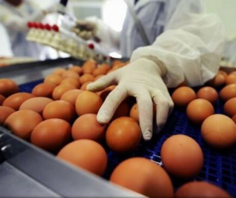 Eurodeputata Daciana Sârbu solicită Comisiei Europene RĂSPUNSURI URGENTE în problema ouălor contaminate: „Sistemul de alertă  privind siguranţa alimentară nu auncţionat (..)”