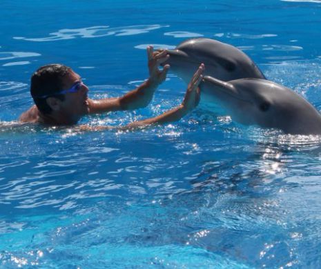 ONG Mare Nostrum: Ziua Delfinului 2017, zi de doliu