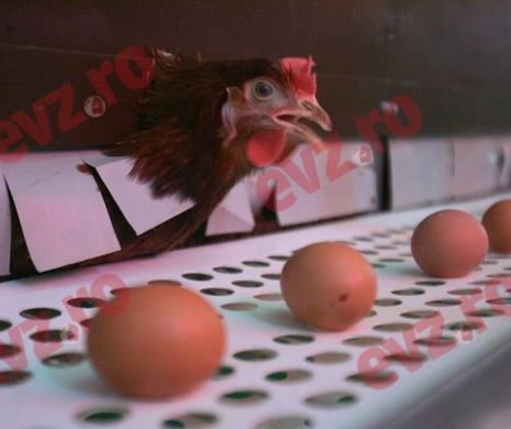 Ouăle contaminate cu insecticid au ajuns şi în România. O tonă de gălbenuș lichid a fost incinerată în Timiș