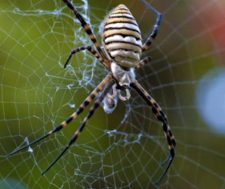 Pânza păianjenului  indian poate fi folosită ca material structural pentru țesuturile cardiace