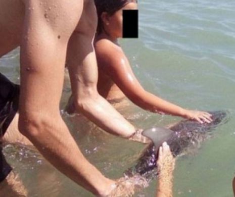 Revoltător! Un pui de delfin a fost omorât pentru un selfie