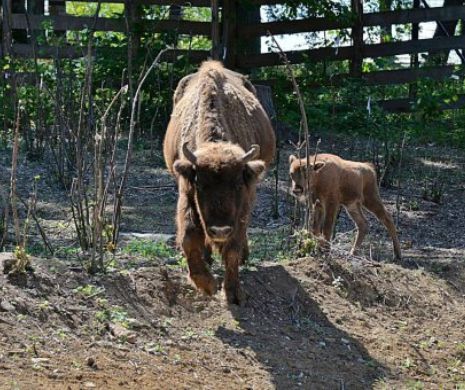 S-a născut Romarta, primul pui de zimbru de la zoo Hunedoara