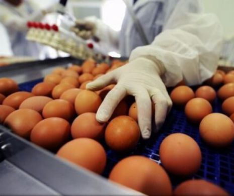 Scandalul ouălor contaminate a cuprins România și se extinde