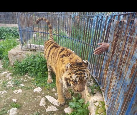 Treisprezece animale sălbatice aflate în grădina zoologică din orașul Alep din Siria au fost salvate de la moarte sigură