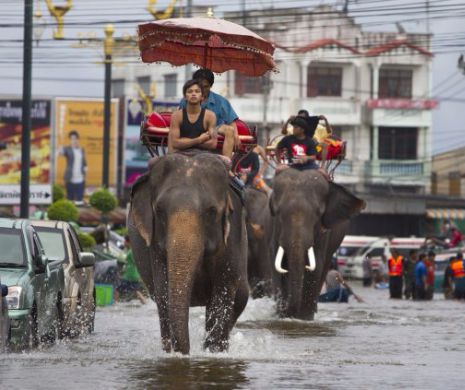 Turiști salvați cu ajutorul elefanților în Nepal