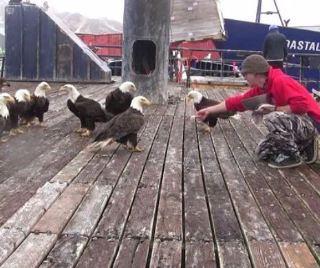 Unalaska, oraşul în care oamenii trăiesc alături de vulturi