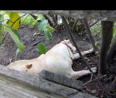 Crimă în Aradul nou. Un labrador a fost chinuit până la moarte. Poliția anchetează