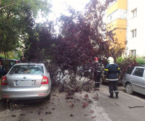 FURTUNĂ cu INUNDAȚII și copaci căzuți în București și Ilfov