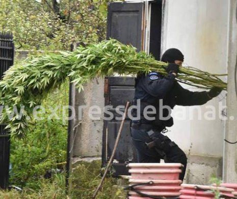 Mega plantație de cannabis descoperită în curtea unei case din Berzovia
