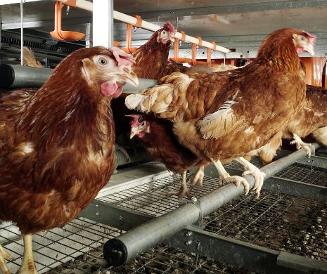 Sechestru la Satu Mare. Peste 10.500 de găini și 6.500 de ouă suspectate de contaminare cu pesticide