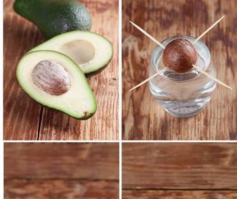 ​Așa puteți avea un pomișor de avocado