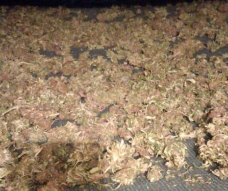 Captura anului: O TONĂ de cannabis a fost confiscată de DIICOT în Timiș