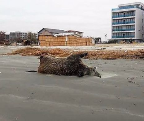 Imagini șocante pe plaja din Mamaia. Mistreți morți, aruncați de valuri pe țărm
