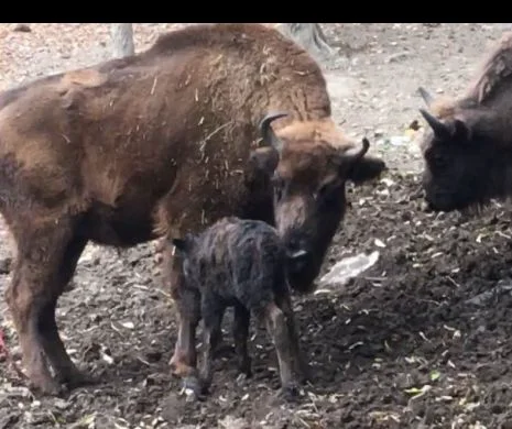 Impresionant. Al doilea pui de ZIMBRU născut în captivitate, la Zoo Reșița I FOTO – VIDEO