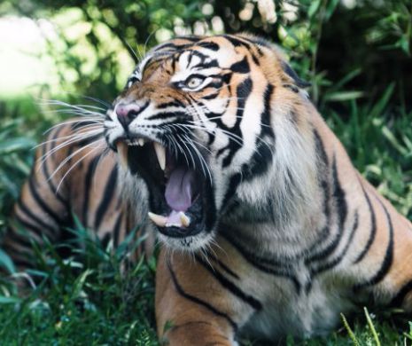 India: Autoritățile încearcă să ucidă un „tigru mâncător de oameni"