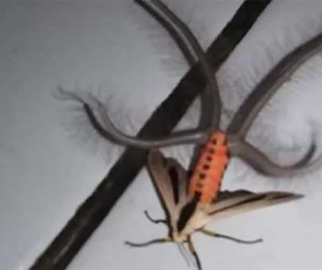 Insectă TERIFIANTĂ venită parcă din altă dimensiune. VIDEO
