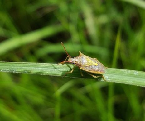 Românii, AFECTAȚI în fiecare an de invazia gândacilor mirositori. ATENȚIE, insectele sunt MAI PERICULOASE decât par. Avertismentul MEDICILOR
