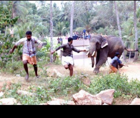 Un elefant sălbatic devastat o tabără de refugiați. Patru persoane au fost ucise ca urmare a atacului