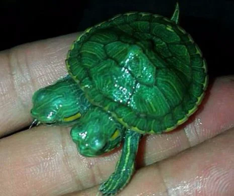 A fost descoperită broasca ţestoasă MUTANT! Este ȘOCANT cum ARATĂ - VIDEO