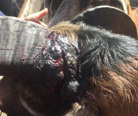 Coșmarul de la Zoo Timișoara continuă. Animalele sunt bolnave și trăiesc în mizerie I FOTO - VIDEO