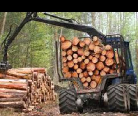 În Parcul Naţional Semenic Cheile Caraşului se taie ilegal copacii. Ecologiștii cer Guvernului să intervină de urgență