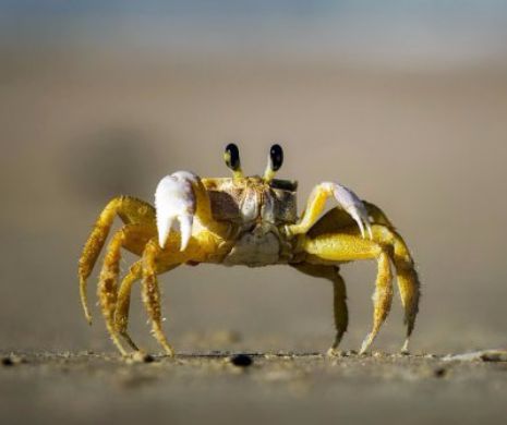 Scene ÎNGROZITOARE! Un crab GIGANT a VÂNAT şi a DEVORAT o pasăre – VIDEO MACABRU