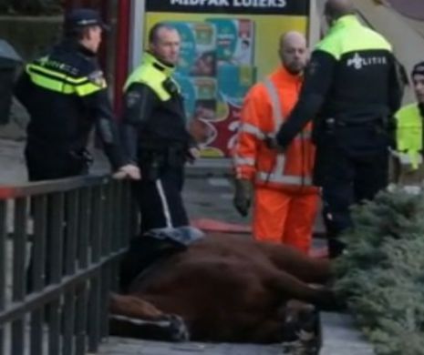 ȘOCANT! Un cal A MURIT în timpul PROTESTELOR. Cauza pentru care ANIMALUL și-a dat ultima suflare în timpul misiunii