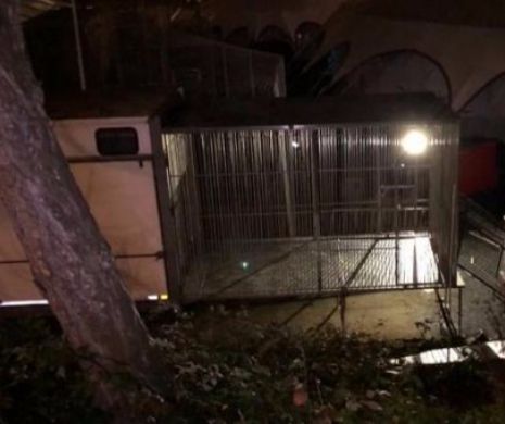 TIGRU împușcat mortal în Paris, după ce a scăpat de la CIRC