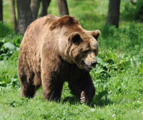 Urșii au făcut ravagii în Arad. Mai mulți apicultori au rămas fără stupi