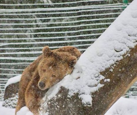 Bucuria unui urs la vederea zăpezii. Tratament antistres gratuit pentru oricine. Video și foto