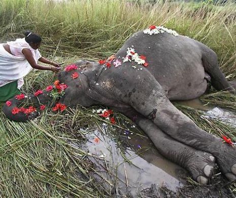 Bilanț tragic. 360 de elefanți și 100 de oameni au murit anul acesta din cauza conflictelor dintre pachiderme și oameni în Sri-Lanka