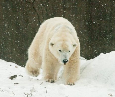 Imaginea VIRALĂ cu ursul polar care MOARE DE FOAME, o mare MINCIUNĂ! Ce se ascunde în spatele poveştii