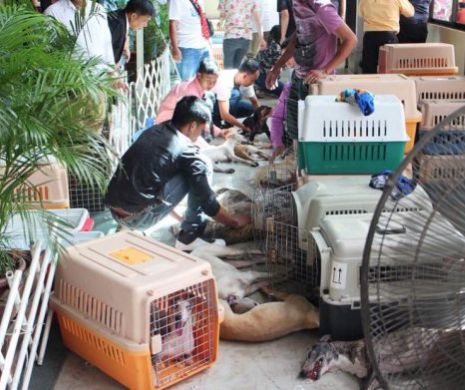Imagini cutremurătoare cu zeci de câini de vânătoare MORŢI. FOTO în articol