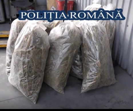 Peste O TONĂ DE DROGURI a fost DISTRUSĂ. Reacția Poliției Române