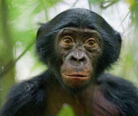 VERIGA LIPSĂ. Maimuţoii Bonobo, din Congo, verişorii buni ai omului (FOTO)