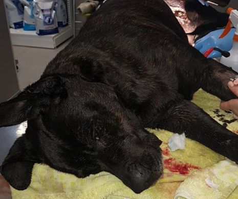 Atrocitate. Un câine a fost schingiut cumplit și lăsat să moară, legat de stâlp I IMAGINI CU PUTERNIC IMPACT EMOȚIONAL