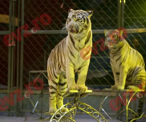 Doi tigri siberieni de la Circul Globus au ajuns la ZOO Gârboavele
