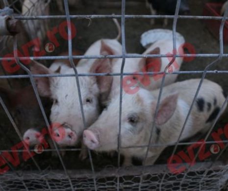 Focar de pestă porcină africană într-o gospodărie din Satu - Mare