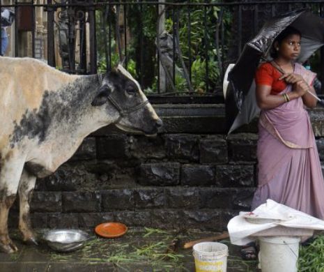 India: Deținuții urmează să fie reeducați cu ajutorul vacilor sfinte