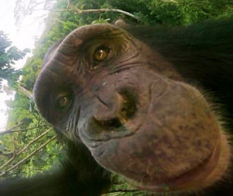 Nici măcar CIMPANZEII nu pot rezista unui SELFIE. Ce poze și-au făcut singure maimuțele din CAMERUN - FOTO/VIDEO