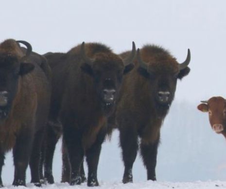 O vacă a fugit de la fermă pentru a trăi în sălbăticie, alături de o turmă de bizoni! Specialiștii sunt ULUIȚI