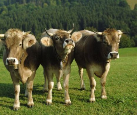 Pensionarul PERVERS, surprins MASTURBÂNDU-SE în timp ce AGRESA vacile de la o fermă! Pedeapsa neașteptată pe care a primit-o