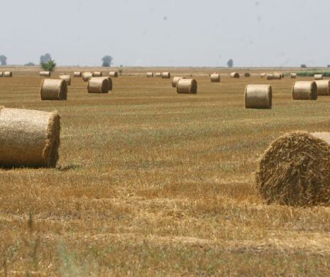 România a exportat o cantitate mai mică de cereale, în 2017