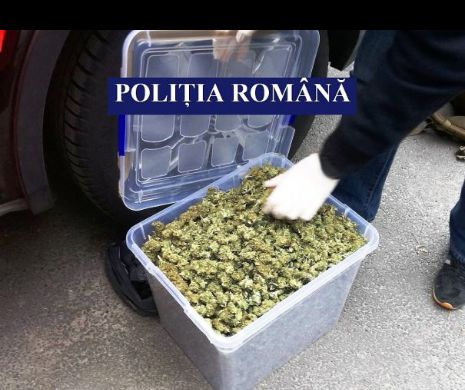 Captură spectaculosă a DIICOT Constanța. Cannabis de 35.000 de euro, vândut de două traficante