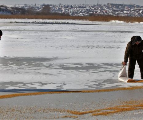 Acțiuni pentru hrănirea păsărilor, în apele înghețate, din Delta Dunării