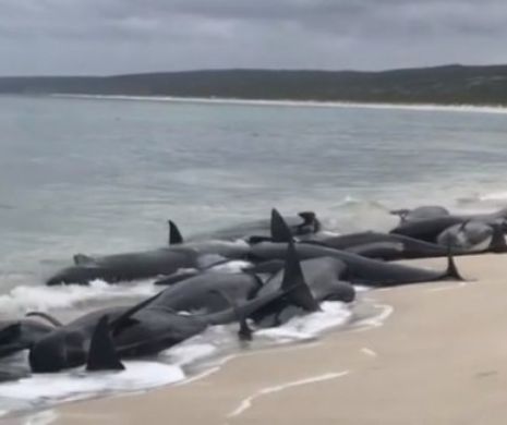 Aproape 150 de balene au murit pe o plajă din Australia. Video!